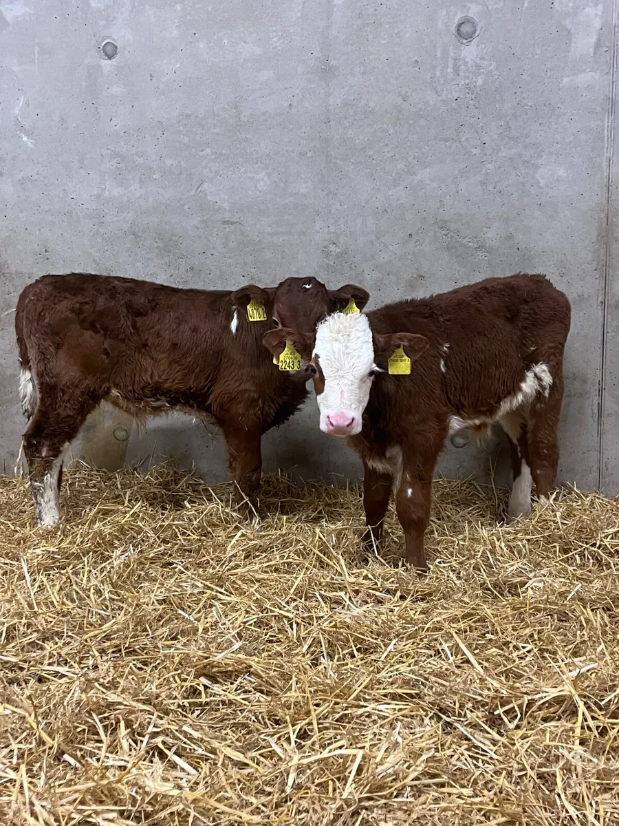 4 Outstanding Bull Calves - Image 1