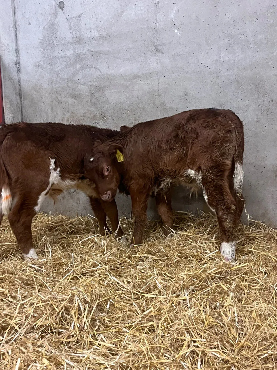4 Outstanding Bull Calves - Image 2