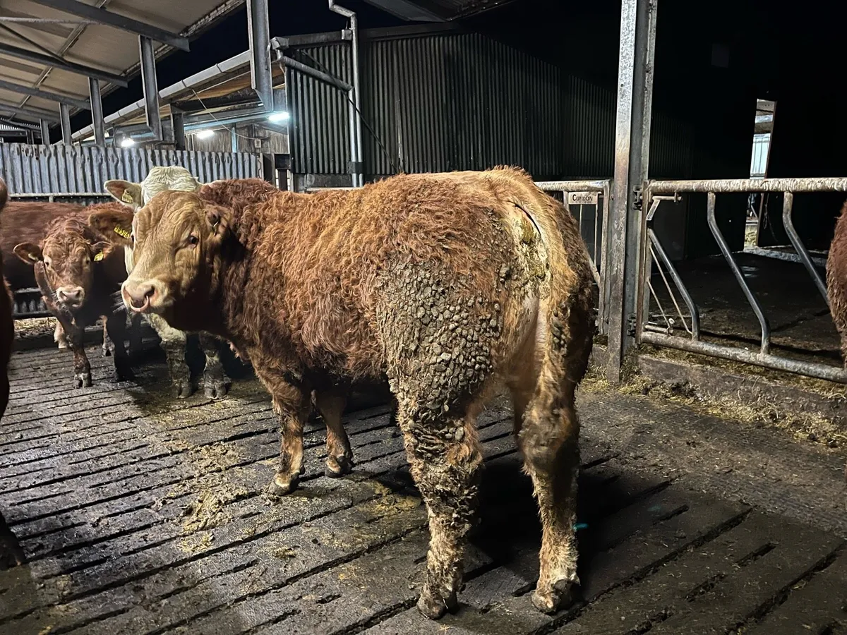 Superb 5 star pedigree limousin bull - Image 1