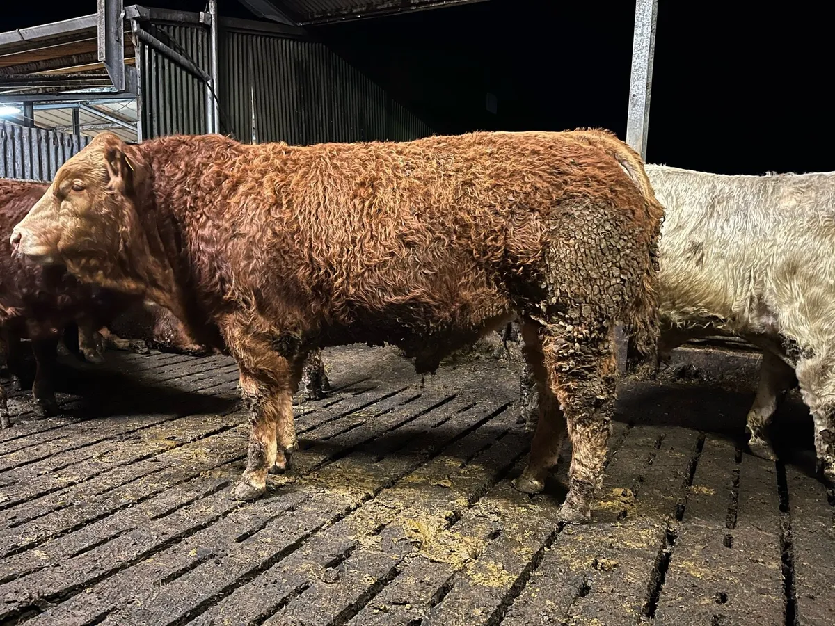 Superb 5 star pedigree limousin bull - Image 2