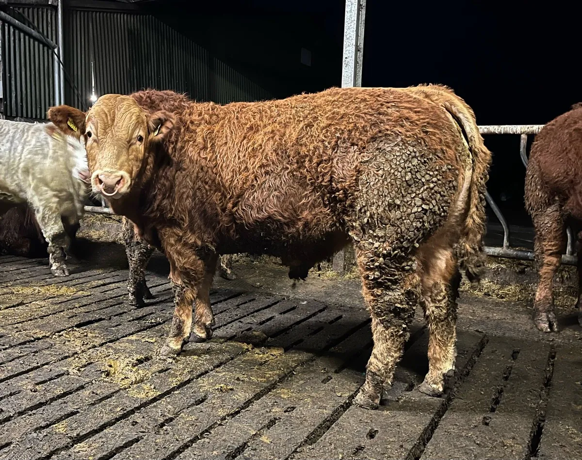Superb 5 star pedigree limousin bull - Image 4