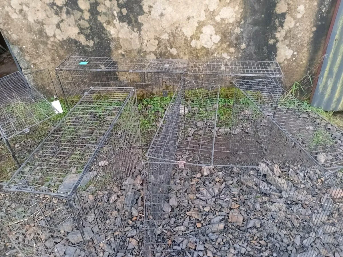 Selection of Fireguards,-- Enclosure - Image 2