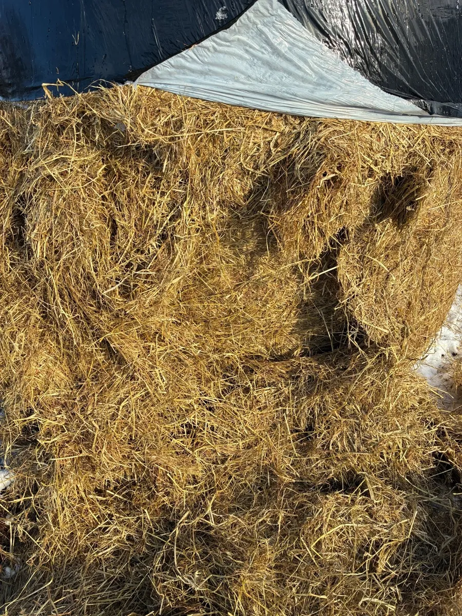 Silage - Image 2