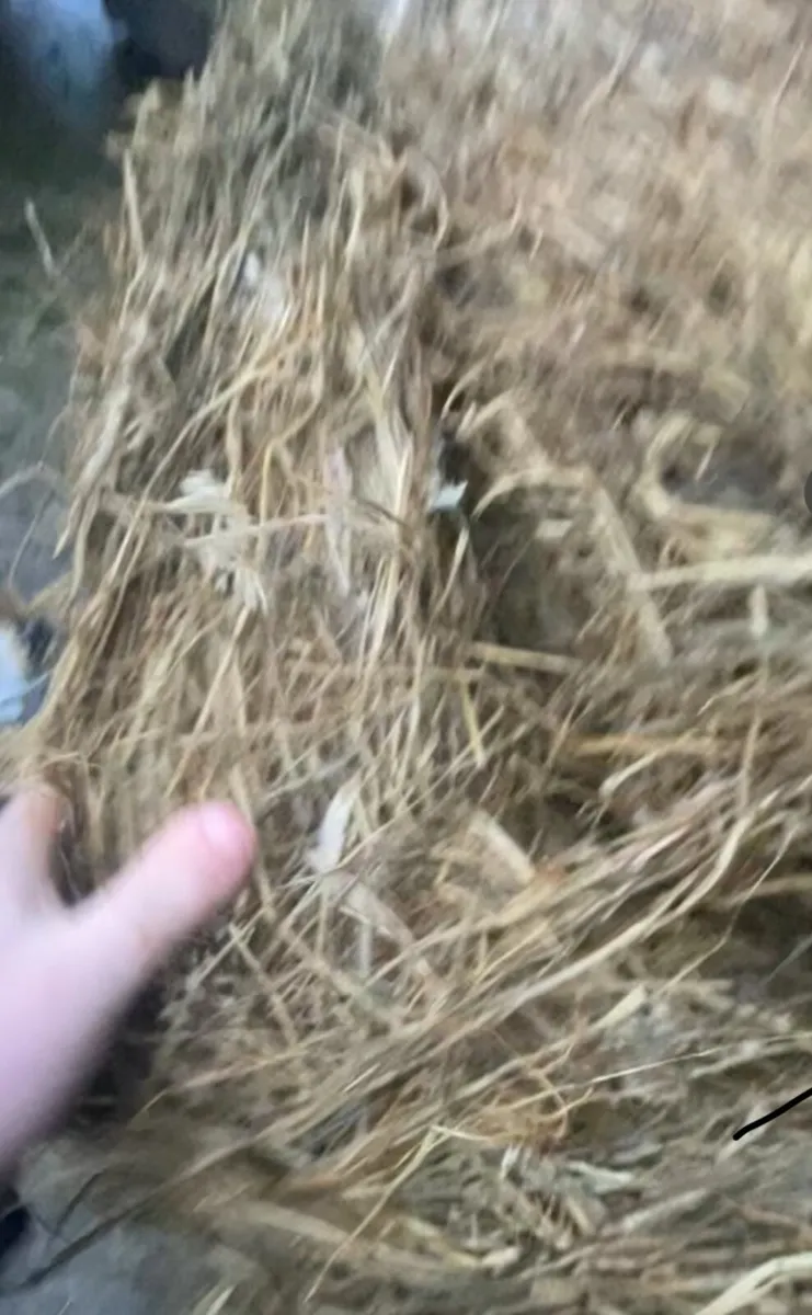 1st cut silage - Image 2