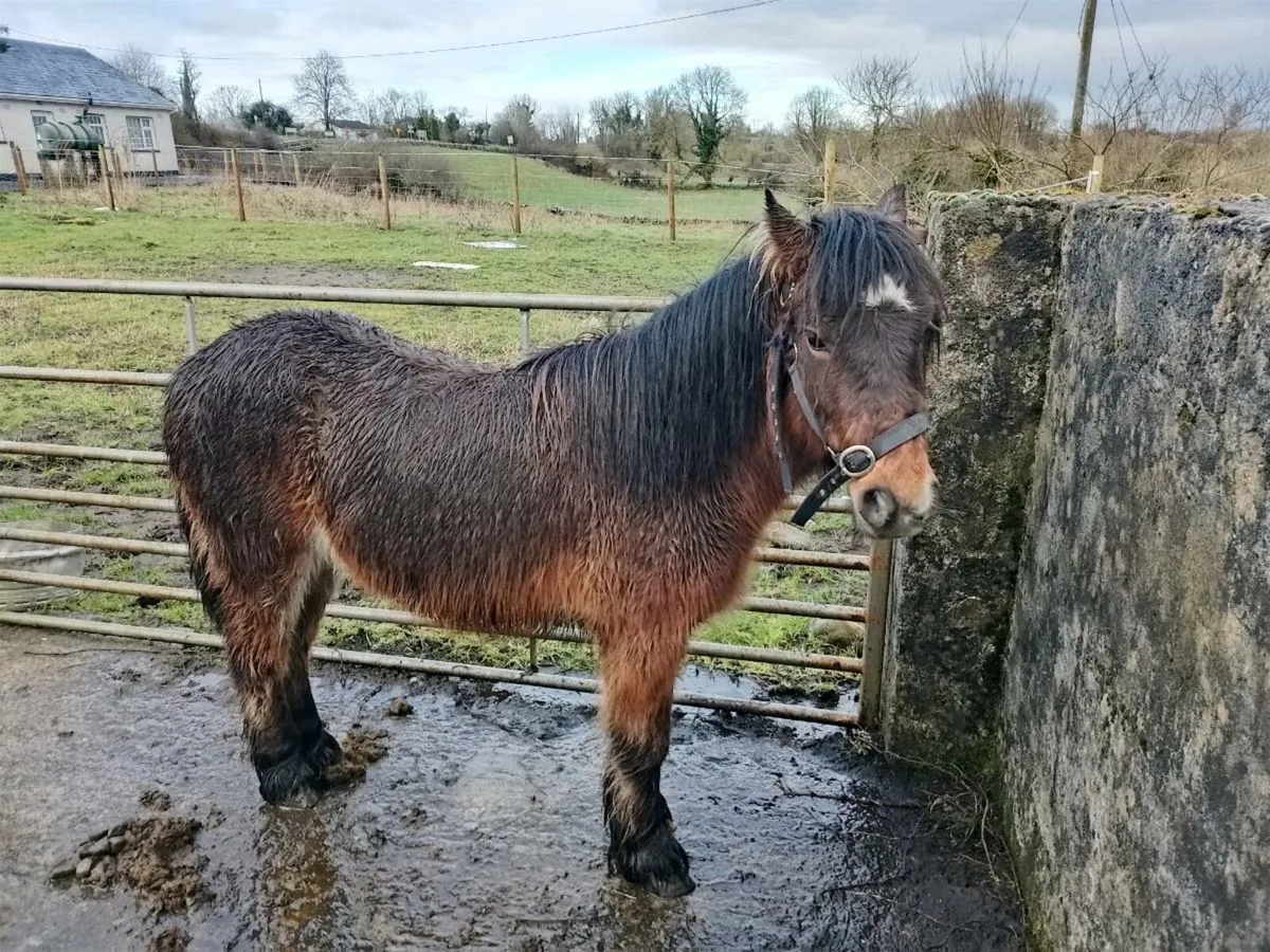 Pony riding & driving - Image 1
