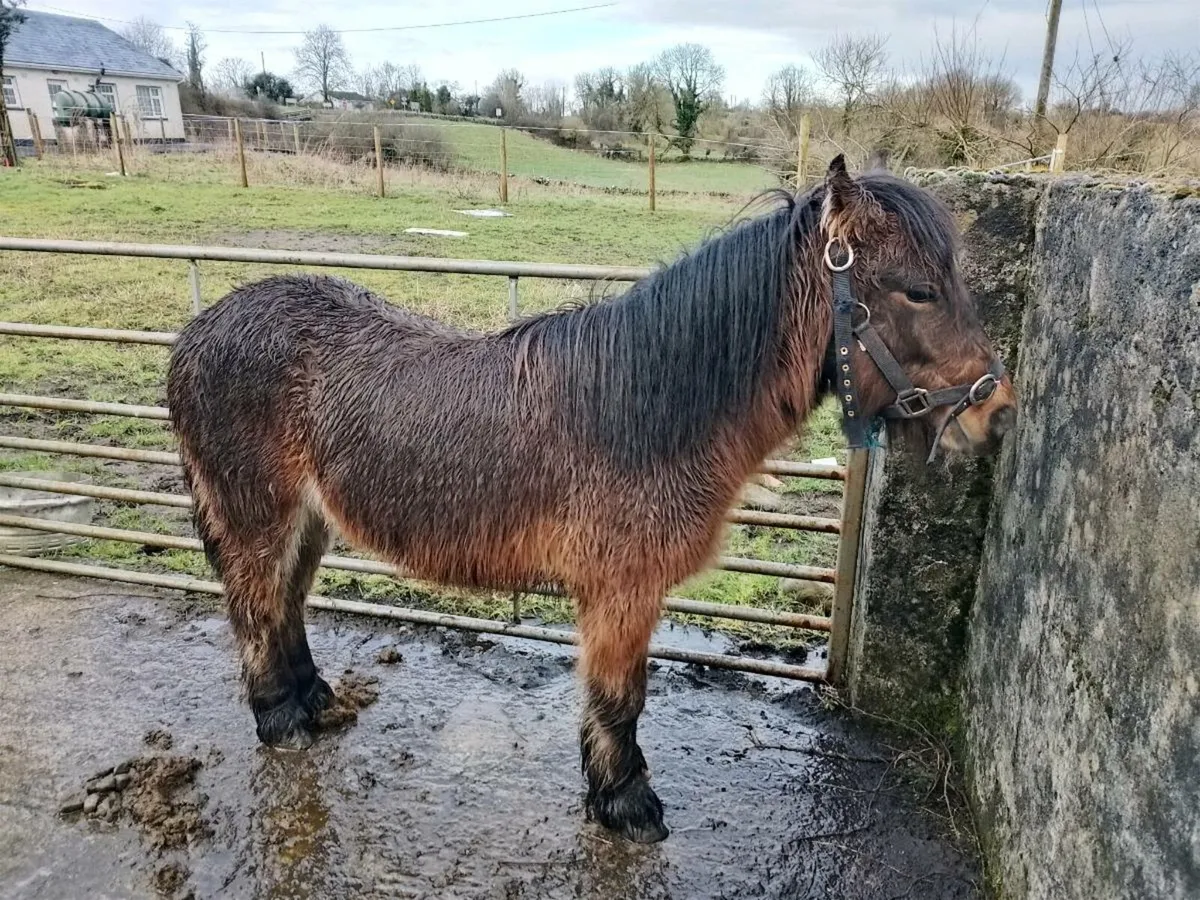 Pony riding & driving - Image 2