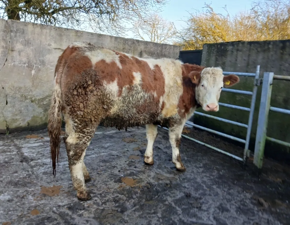 Simmental Maiden Heifer - Image 4