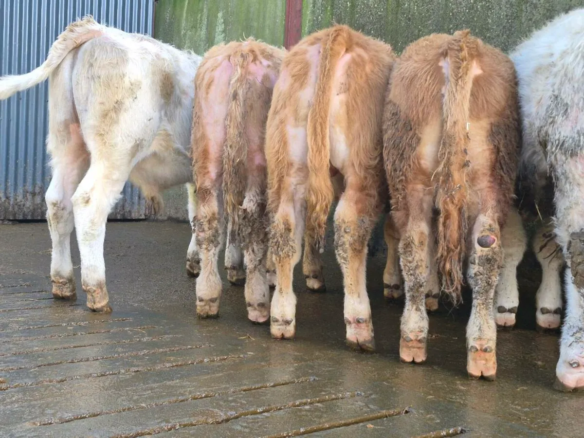 10 Smashing Charollais Bulls - Image 1