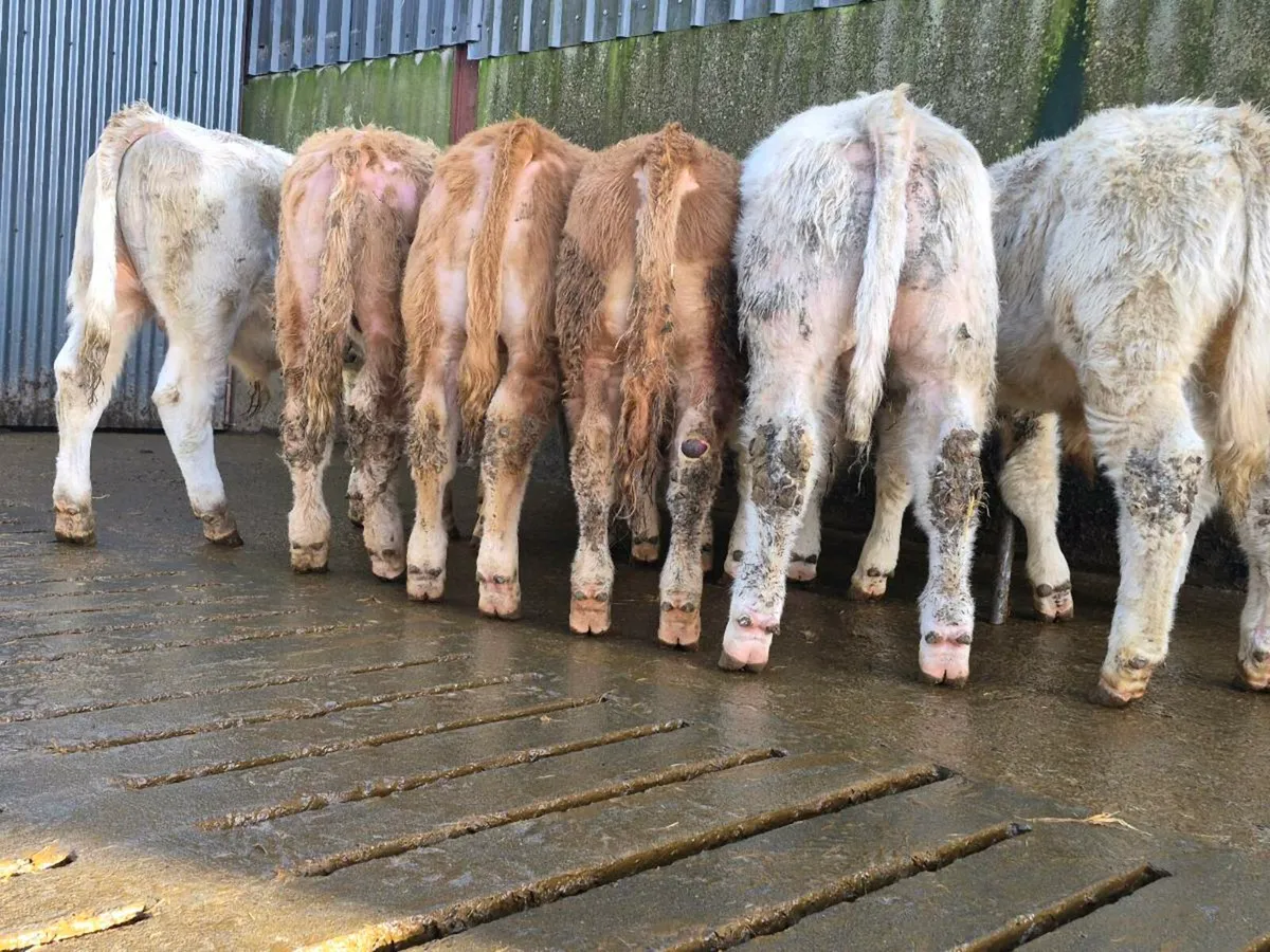 10 Smashing Charollais Bulls - Image 2