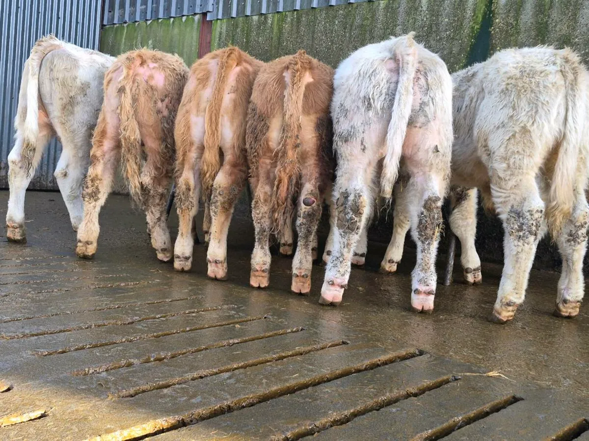 10 Smashing Charollais Bulls - Image 3