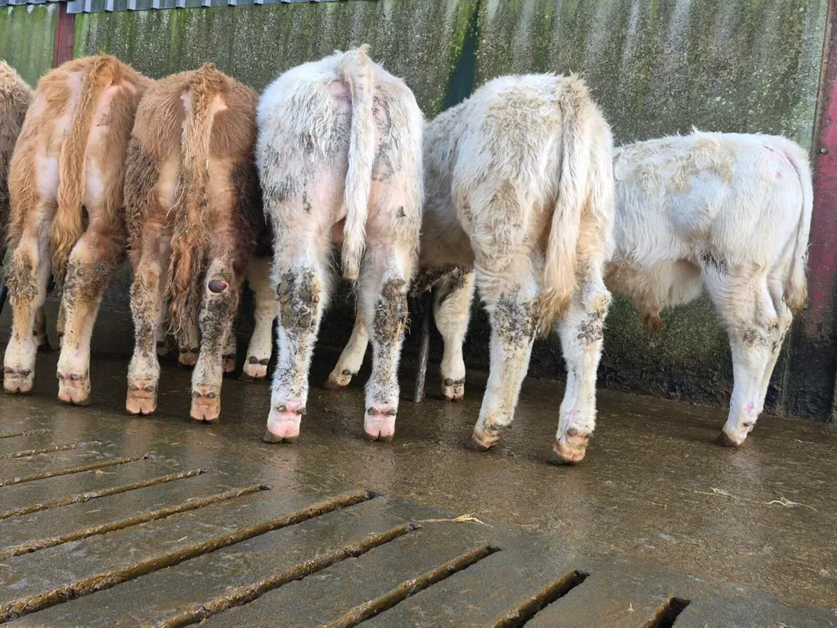 10 Smashing Charollais Bulls - Image 4