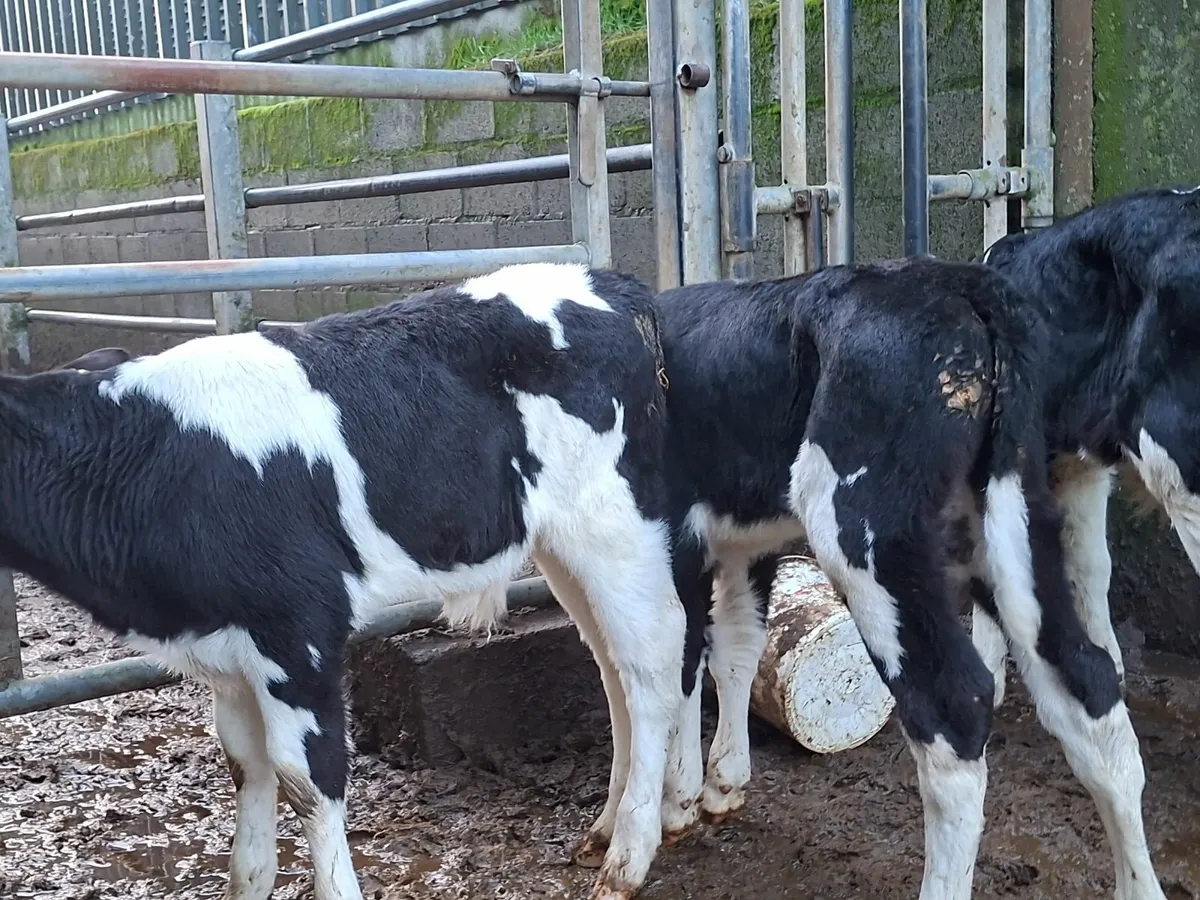 British Friesan Bull Calves - Image 2