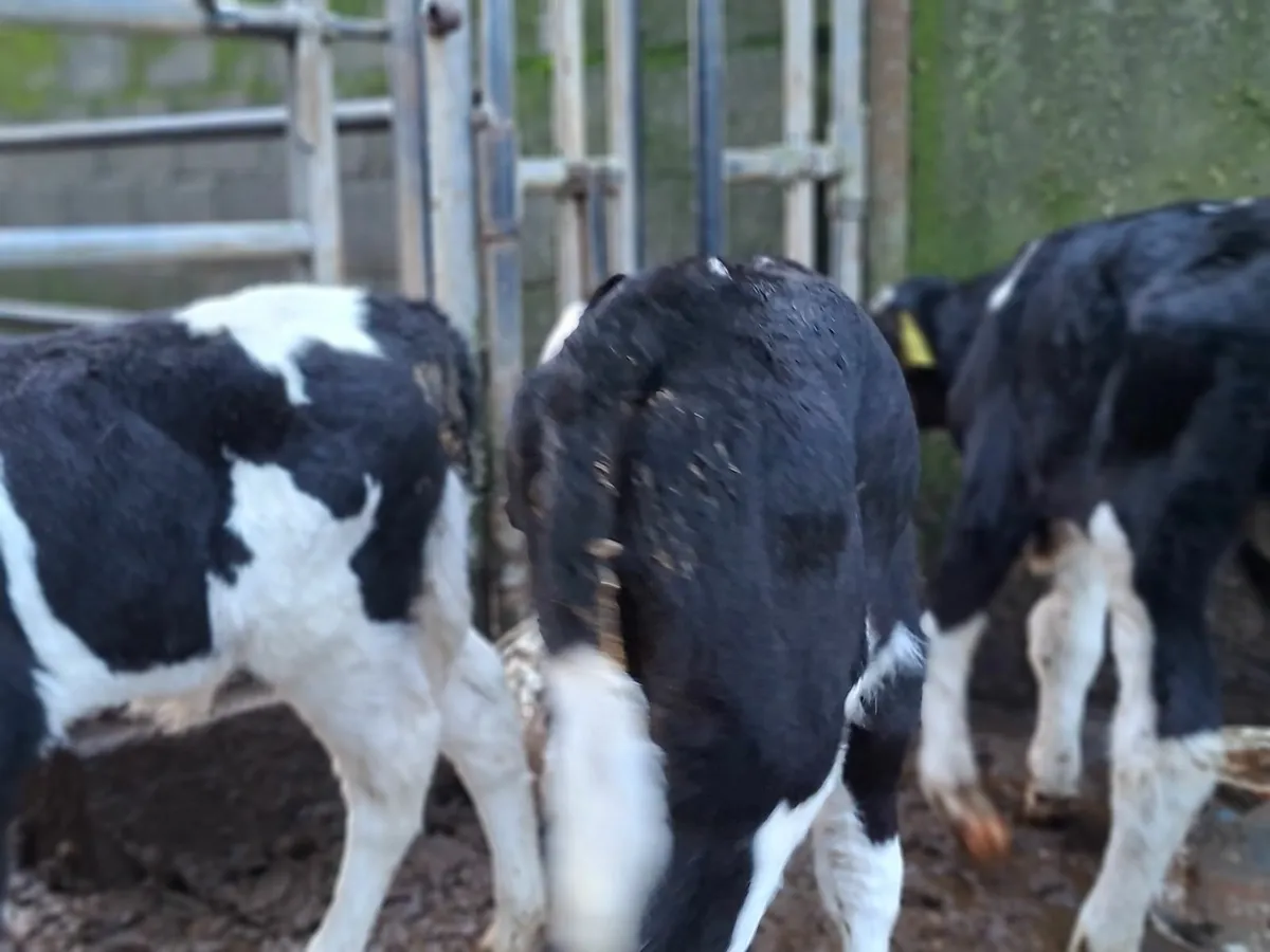 British Friesan Bull Calves - Image 4