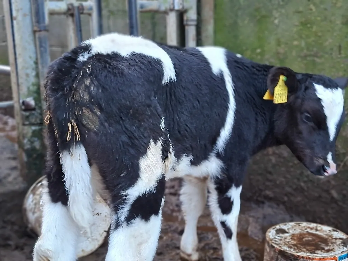British Friesan Bull Calves - Image 1