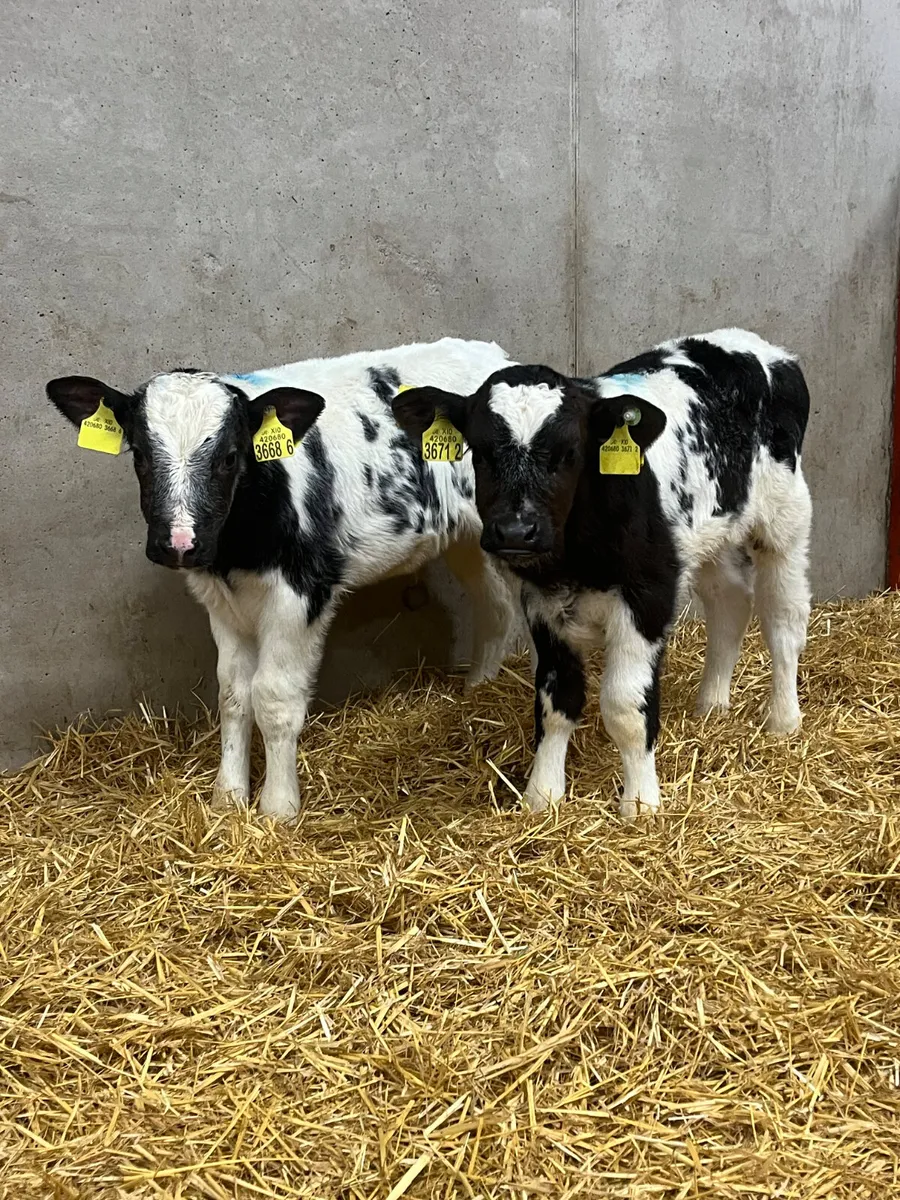 8 Bull Calves - Image 2