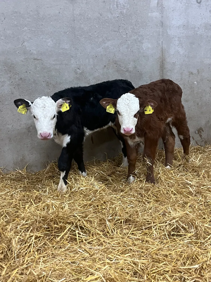 8 Bull Calves - Image 1