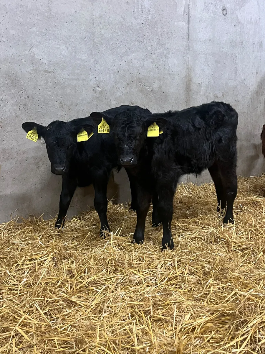 8 Bull Calves - Image 4