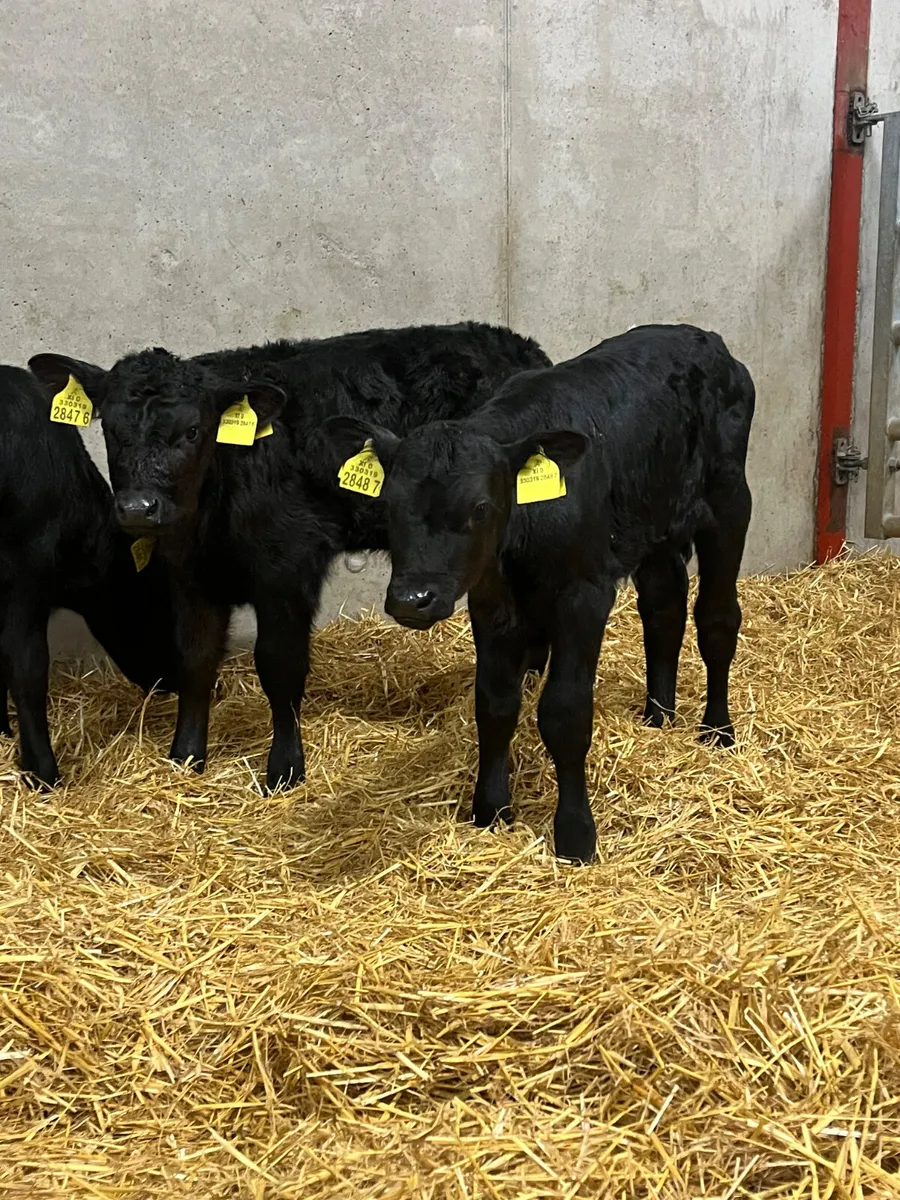 8 Bull Calves - Image 3