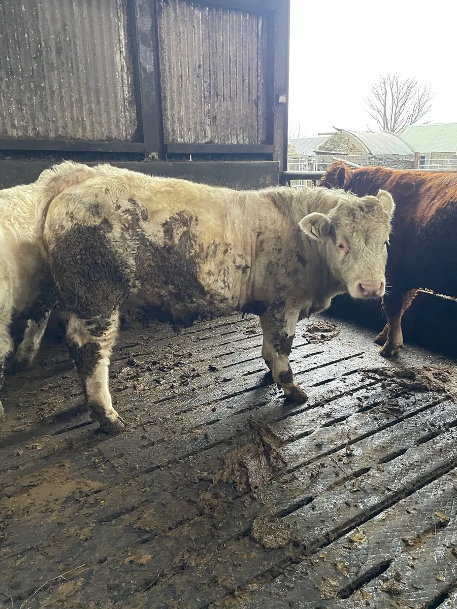 Good Quality PBR Charolais Bulls - Image 1