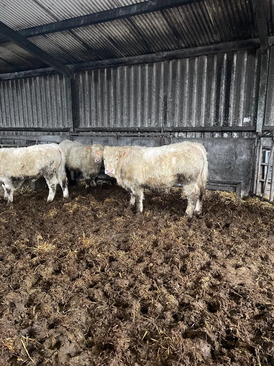 Good Quality PBR Charolais Bulls - Image 2
