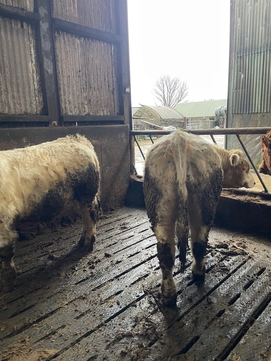 Good Quality PBR Charolais Bulls - Image 3