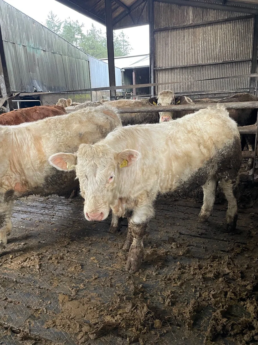 Good Quality PBR Charolais Bulls - Image 4