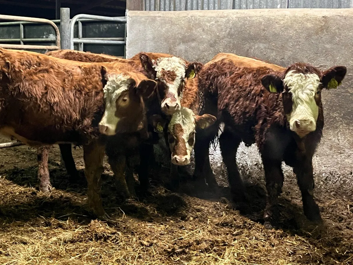 Breeding Heifers - Image 1