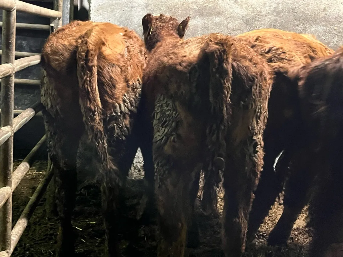 Breeding Heifers - Image 2
