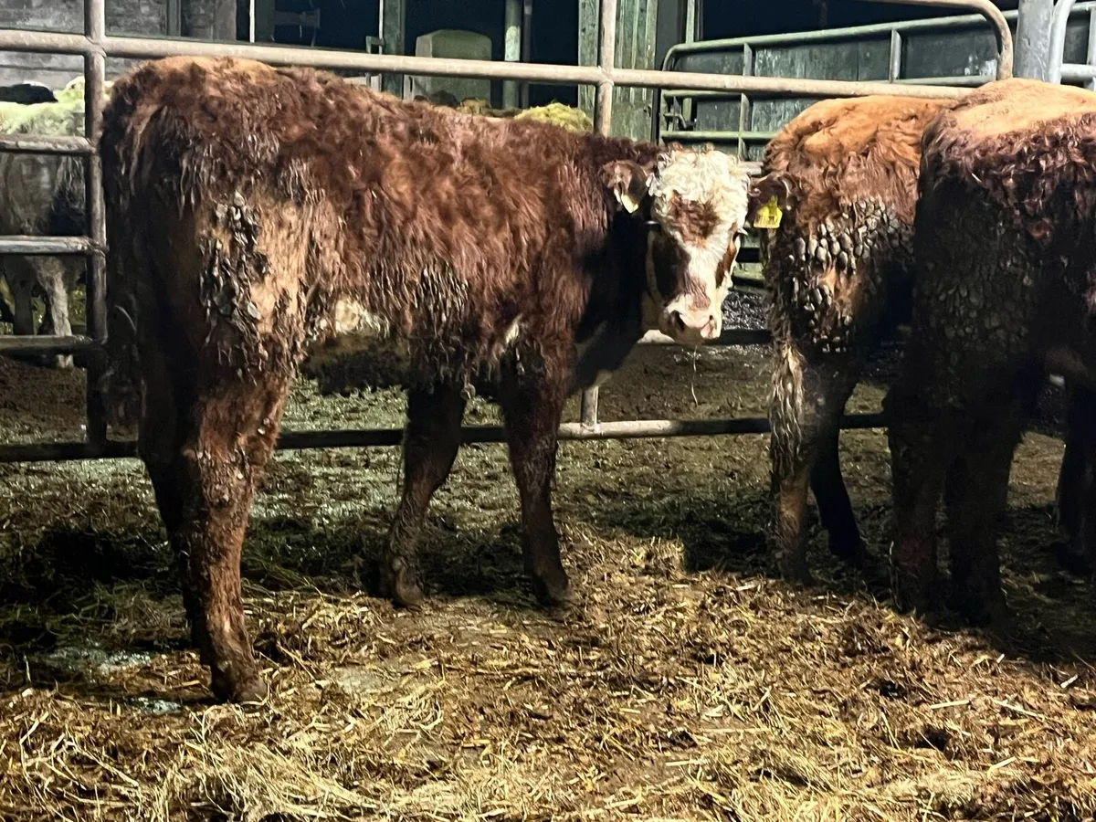 Breeding Heifers - Image 3