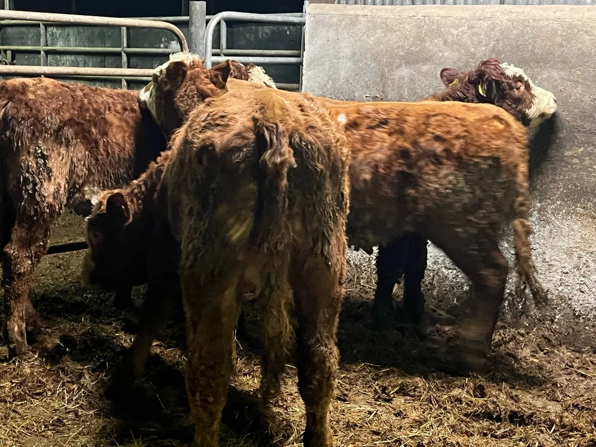 Breeding Heifers - Image 4