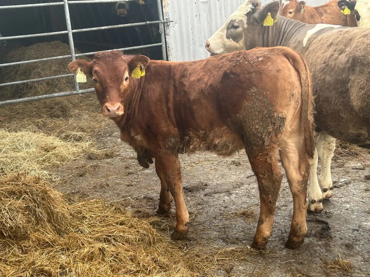 Sucklers With Calves - Image 2