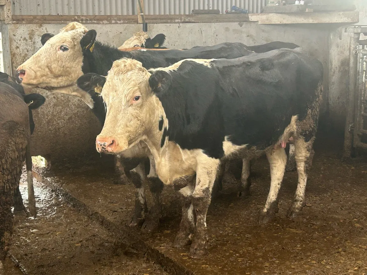 Sucklers With Calves - Image 3