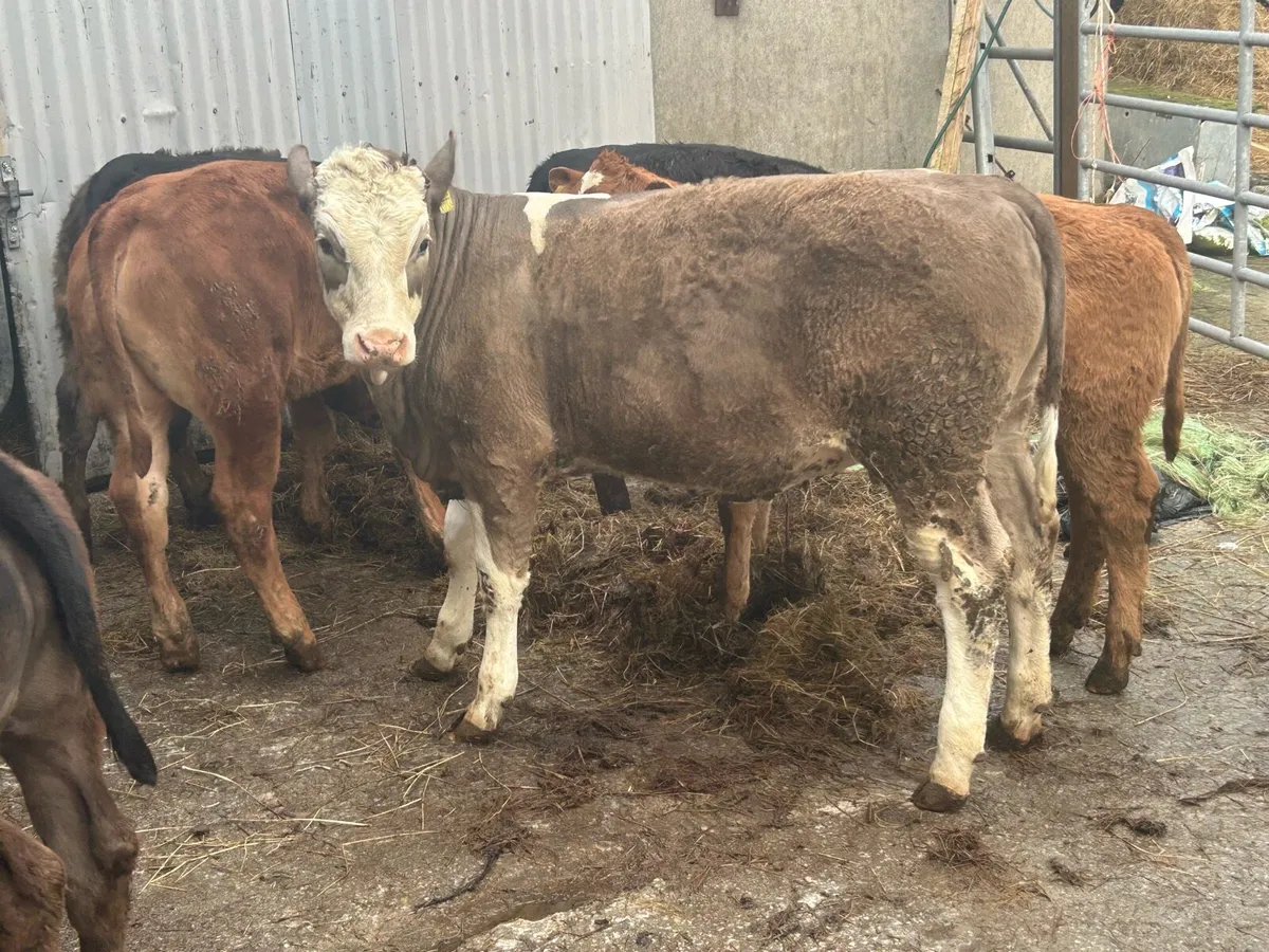 Sucklers With Calves - Image 4