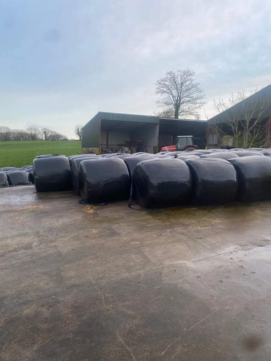 Silage Bales - Image 1