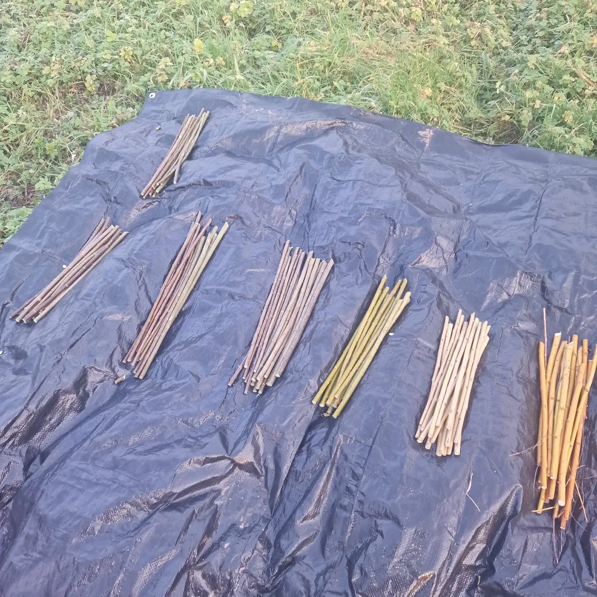 Willow cuttings - Image 1
