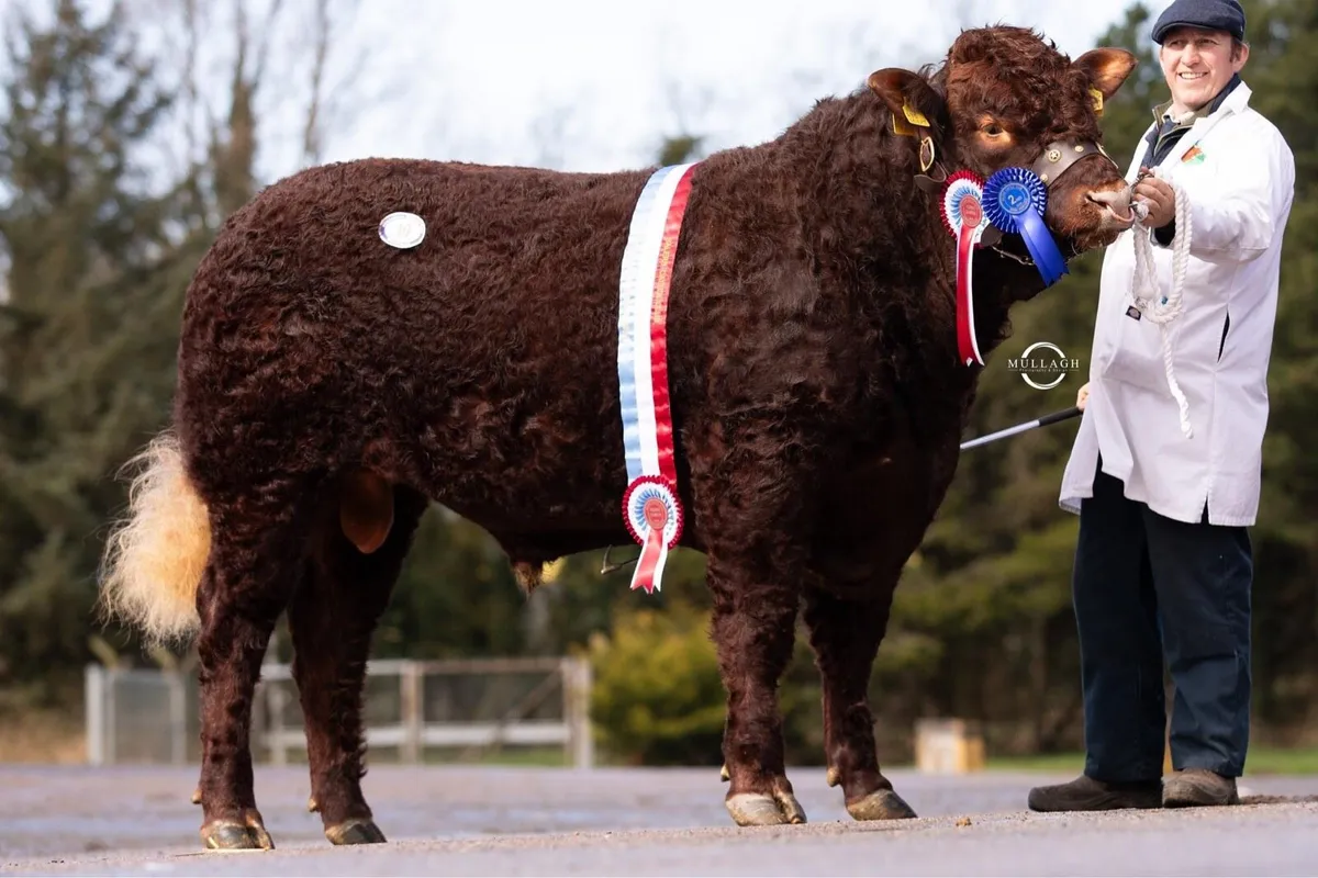 Salers Bulls - Image 2