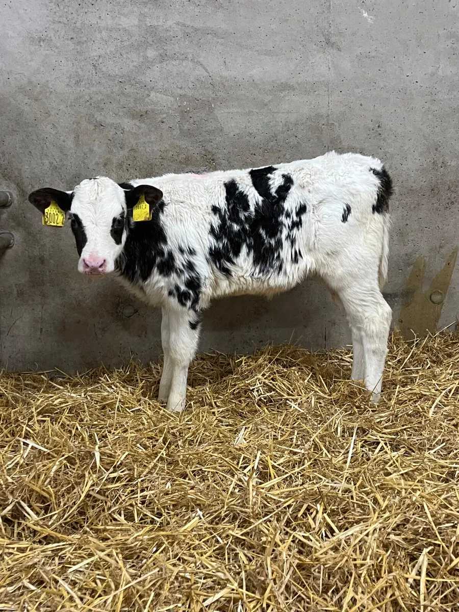 5 Belgian Blue Heifer Calves - Image 3