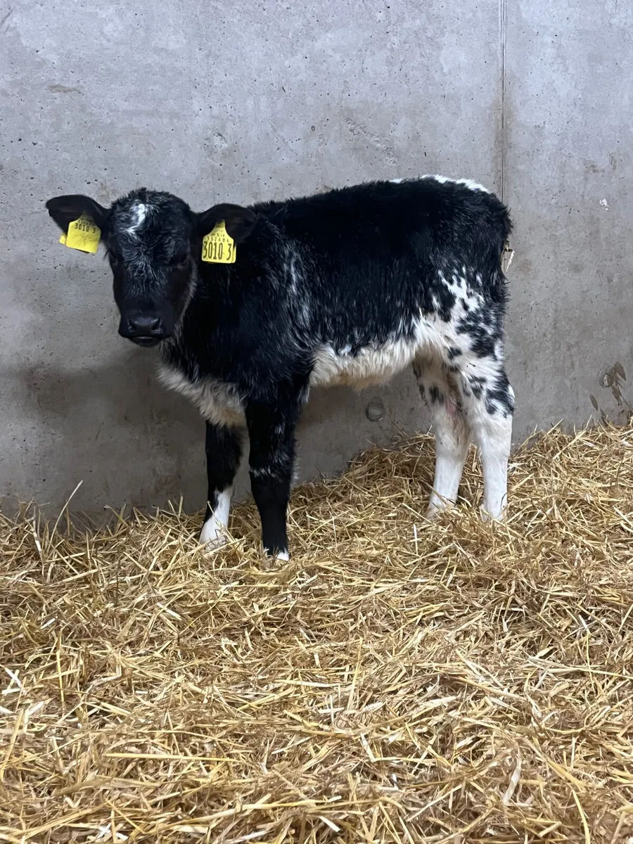 5 Belgian Blue Heifer Calves - Image 4