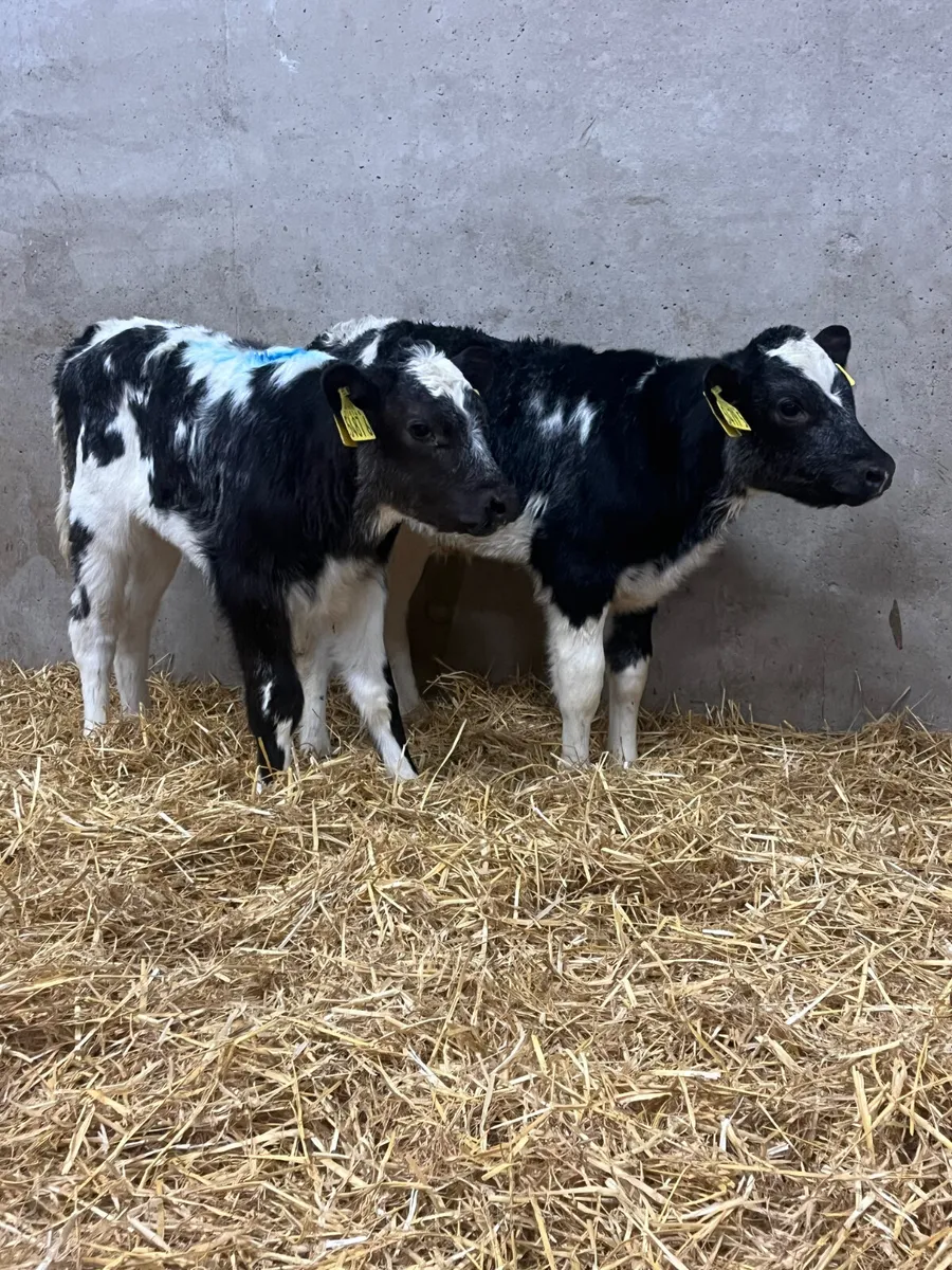5 Belgian Blue Heifer Calves - Image 1