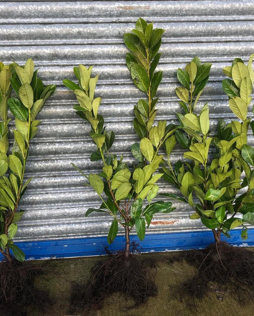 Laurel Hedging - Image 2