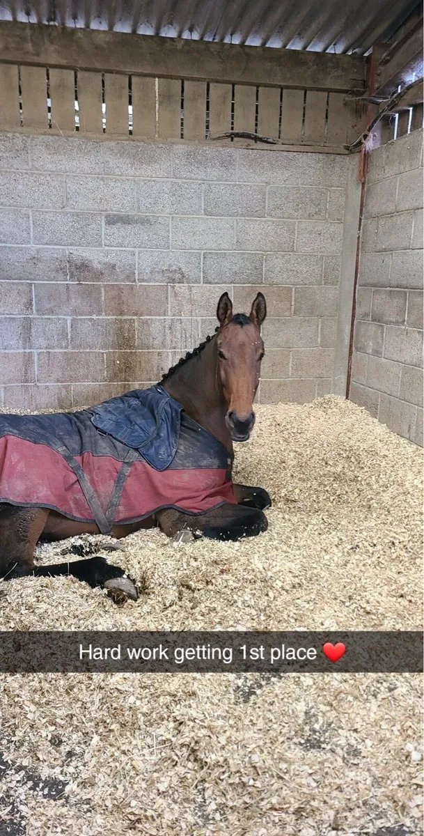 Quality horse with small price tag - Image 3