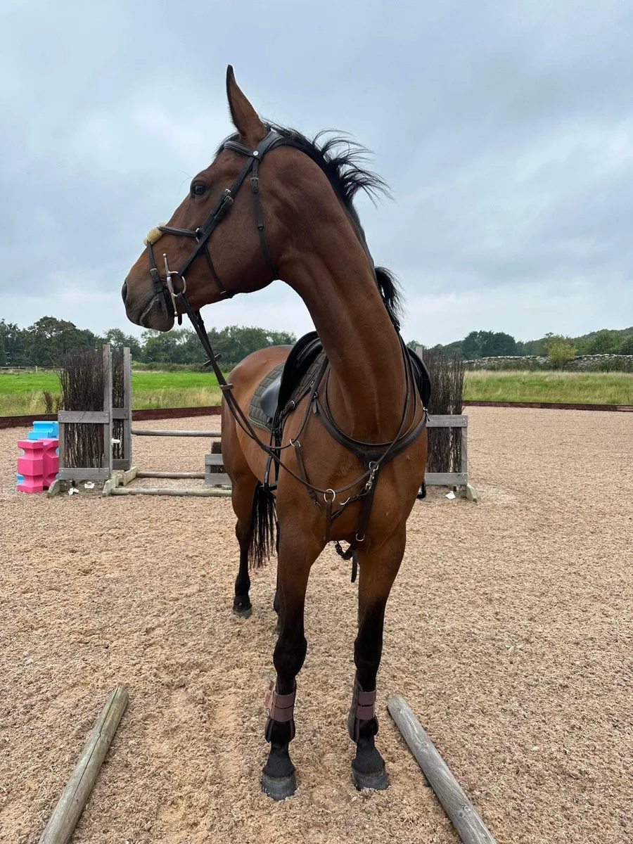 Quality horse with small price tag - Image 4