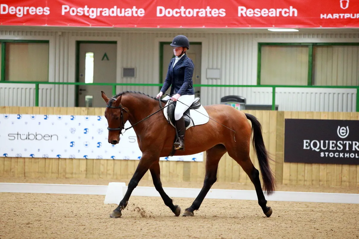 Quality horse with small price tag - Image 1