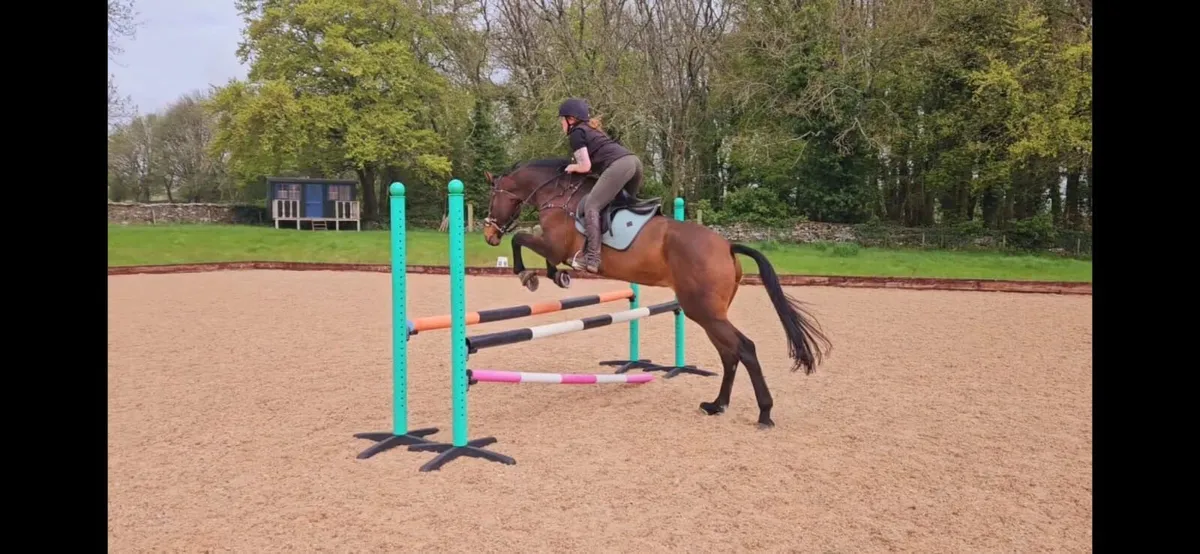 Quality horse with small price tag - Image 2