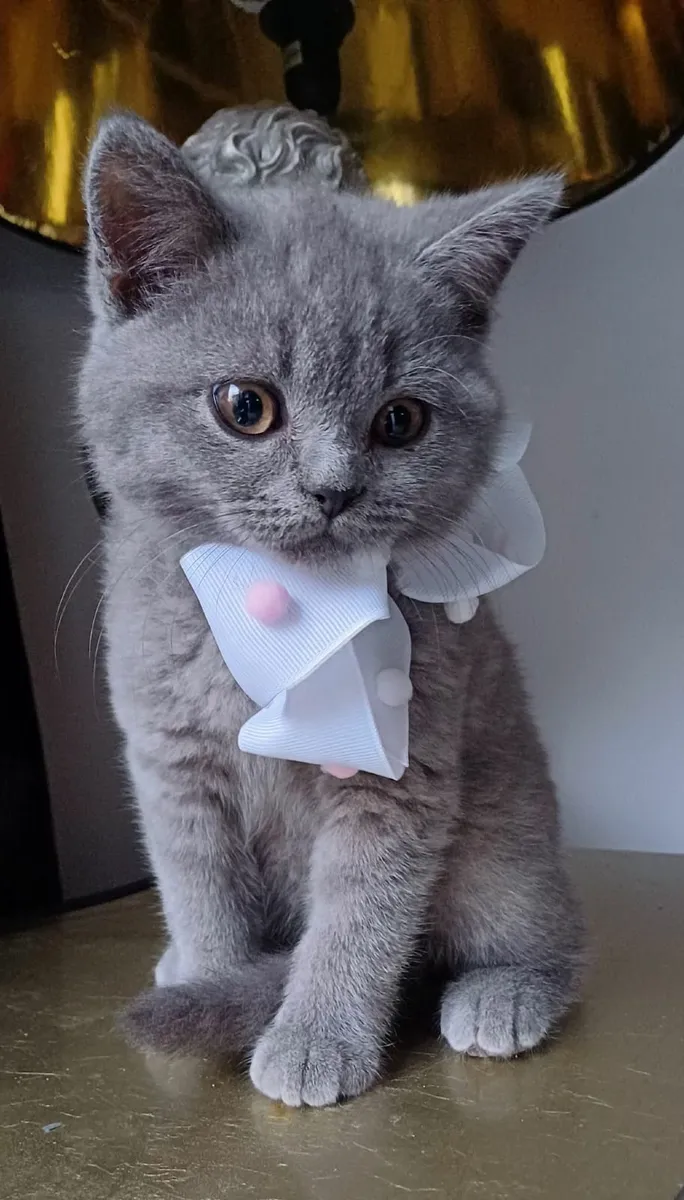 British shorthair kittens for sale🥰 - Image 1