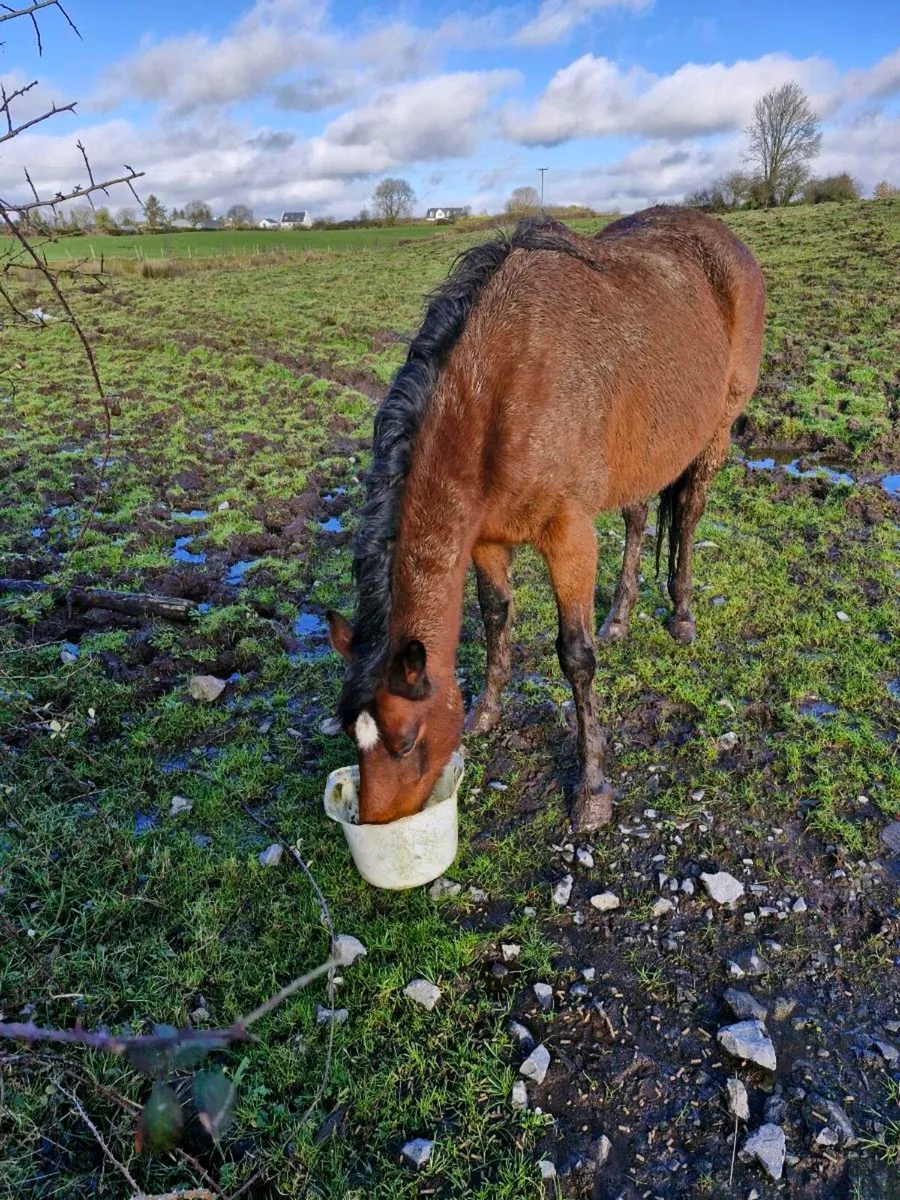 6yrld VIVANT Mare - Image 2