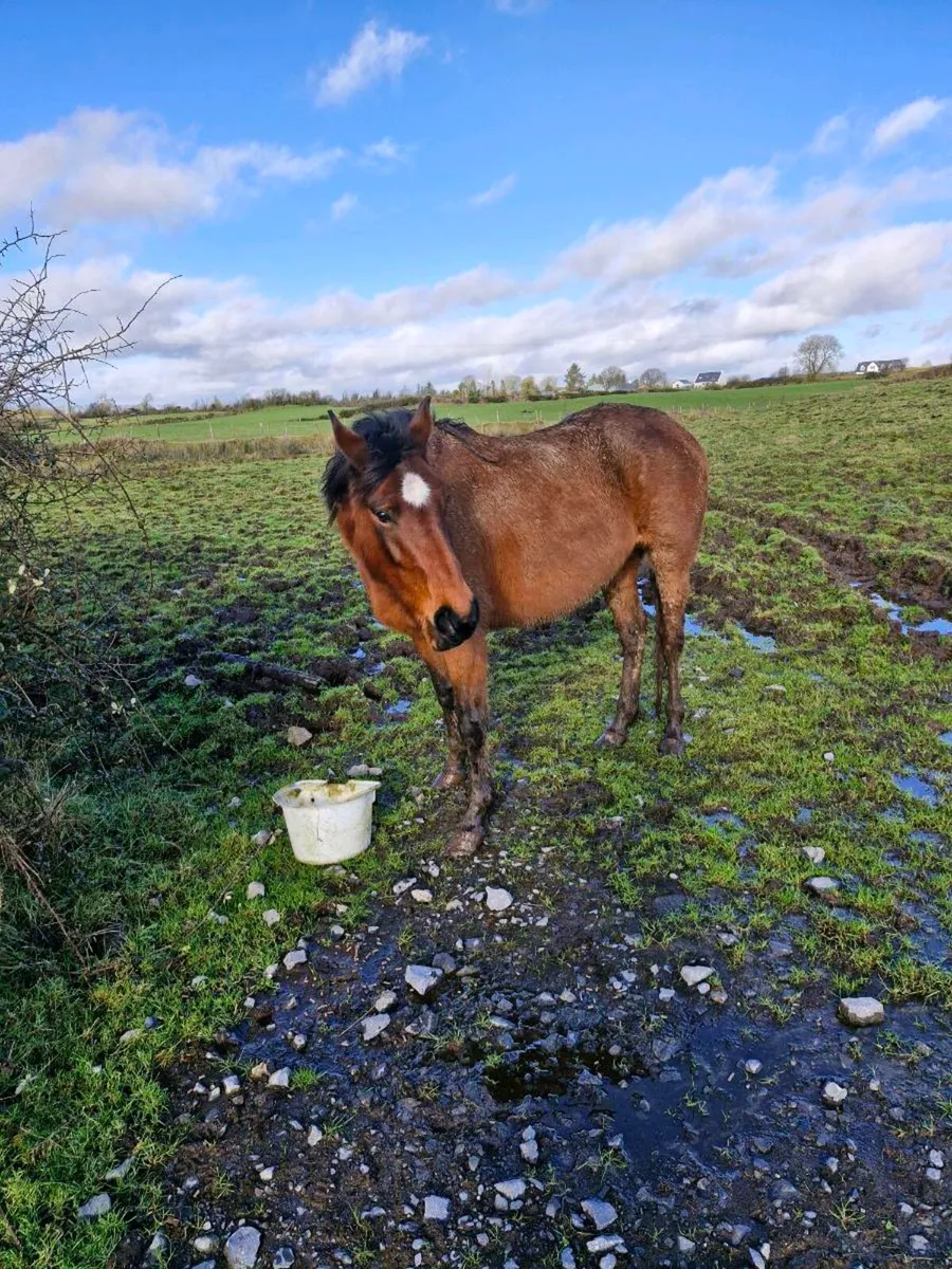 6yrld VIVANT Mare - Image 3