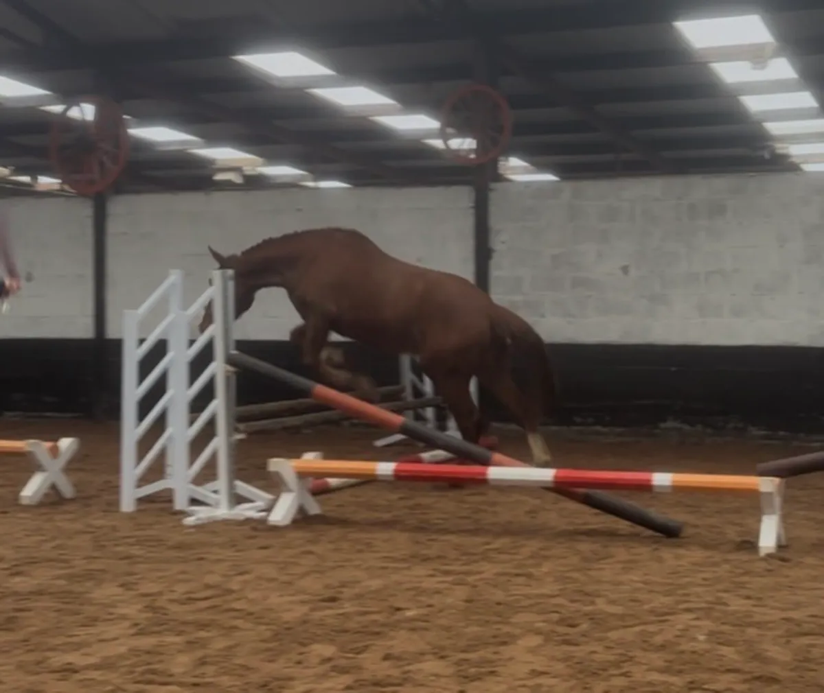 Sports Horse Gelding For Sale - Image 1