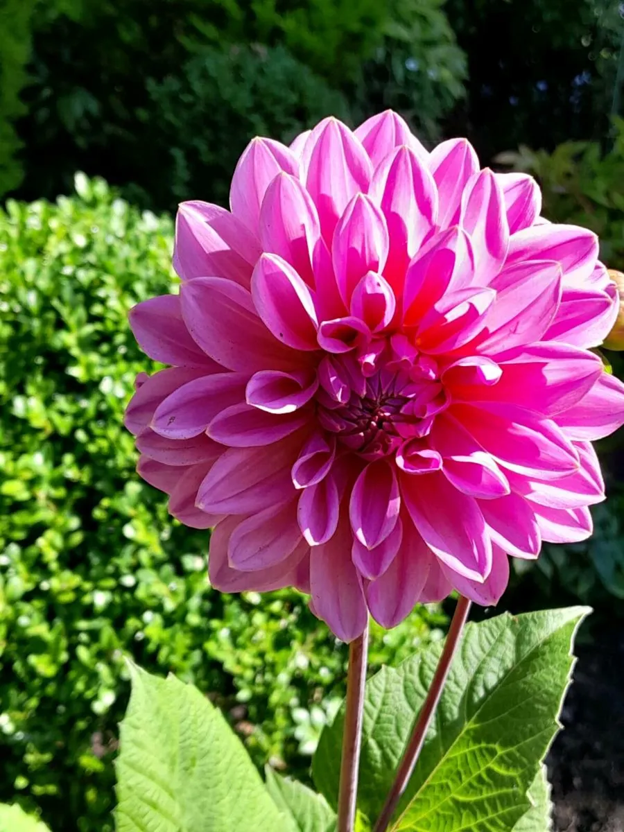 Garden Rescue - Image 2