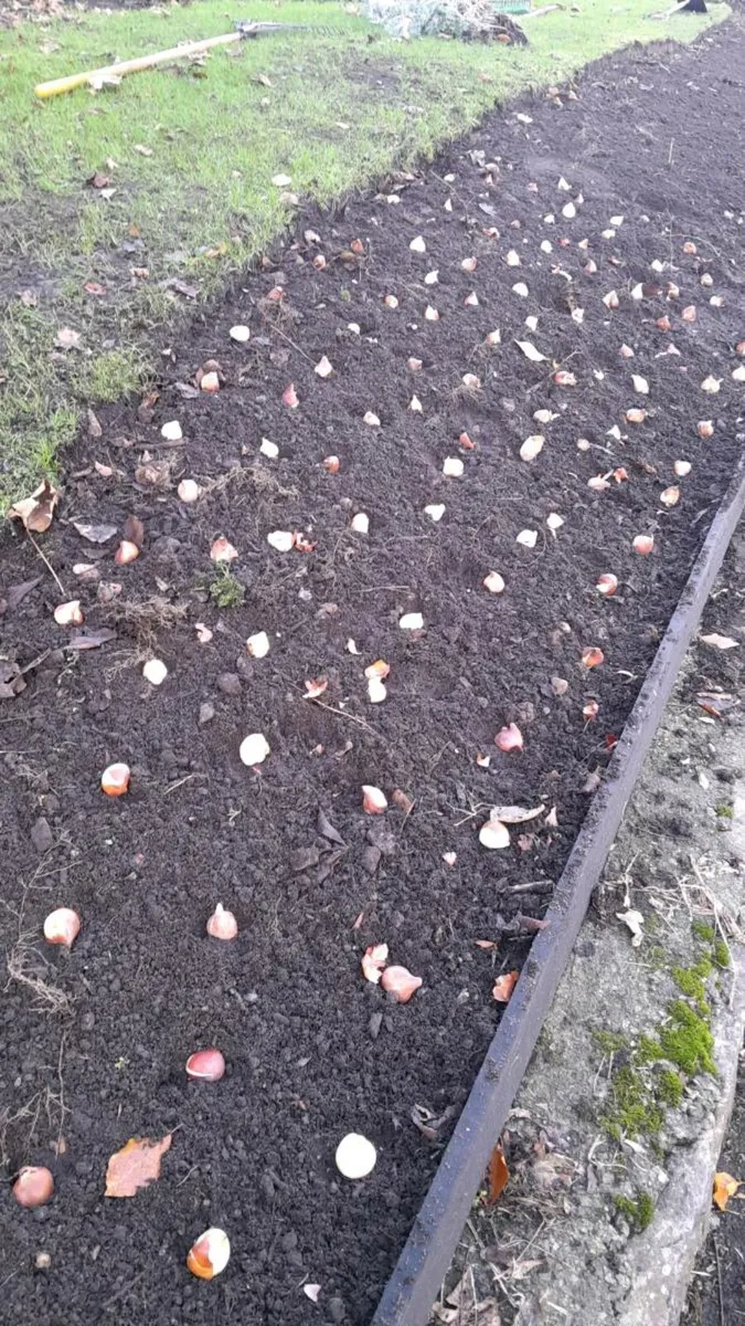 Garden Rescue - Image 4